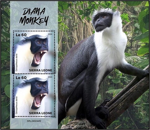 Diana Monkey (Cercopithecus diana)
