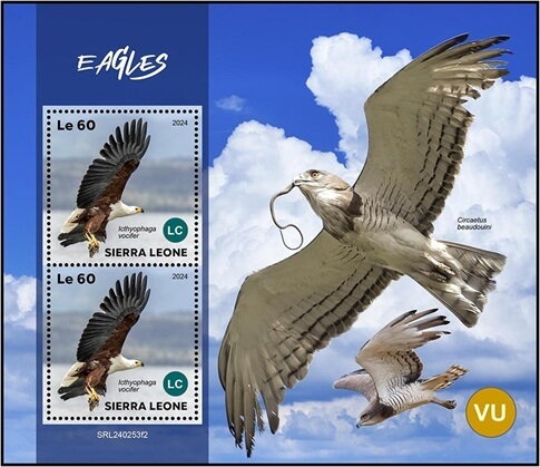 Eagles (Icthyophaga vocifer)
