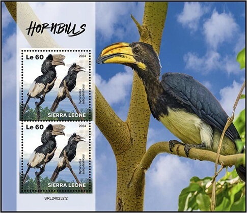 Hornbills (Bycanistes subcylindricus)
