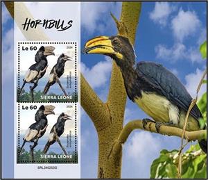 Full Pane, Hornbills (Bycanistes subcylindricus), Sierra Leone,  , Birds