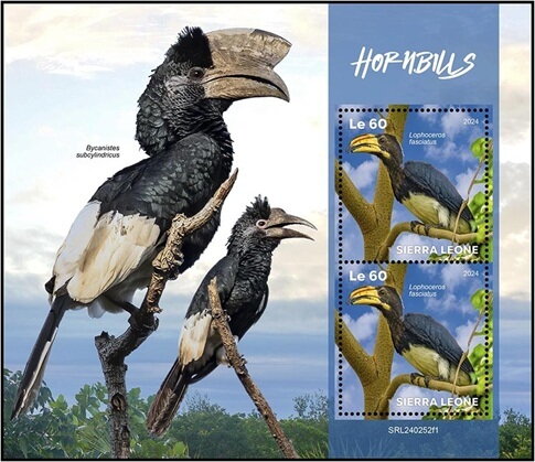Hornbills (Lophoceros fasciatus)