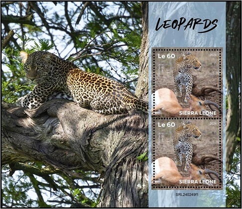 Leopard (Panthera pardus)
