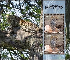 Full Pane, Leopard (Panthera pardus), Sierra Leone,  , Leopards, Wild Cats