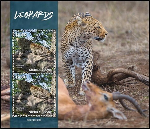 Leopard (Panthera pardus)