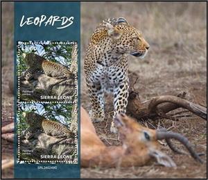 Full Pane, Leopard (Panthera pardus), Sierra Leone,  , Leopards, Wild Cats