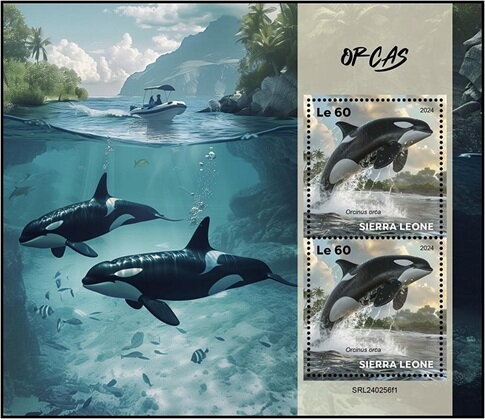 Orcas (Orcinus orca)