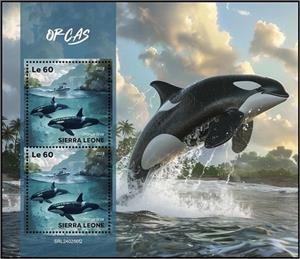 Full Pane, Orcas (Orcinus orca), Sierra Leone,  , Dolphins, Sea Life