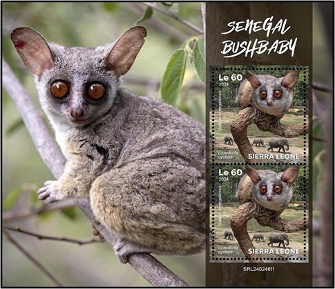 Senegal Bushbaby (Galago senegalensis)