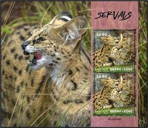 Full Pane, Serval (Leptailurus serval), Sierra Leone,  , Wild Cats