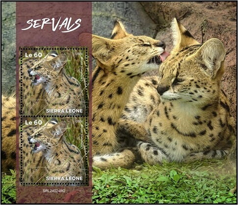 Serval (Leptailurus serval)