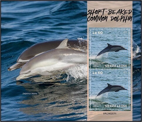 Short Beaked Common Dolphin (Delphinus delphis)