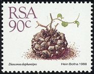 Dioscorea elephantipes