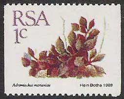 Stamp, Adromischus marianae, South Africa,  , Cacti