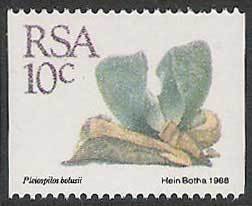 Pleiospilos bolusii