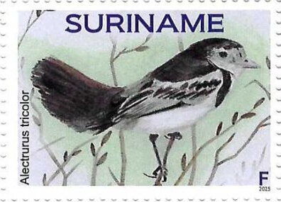 Stamp, Alectrurus tricolor, Suriname,  , Birds
