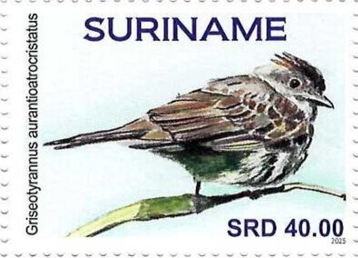 Stamp, Colonia colonus, Suriname,  , Birds