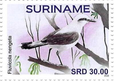 Stamp, Fluvicola nengeta, Suriname,  , Birds