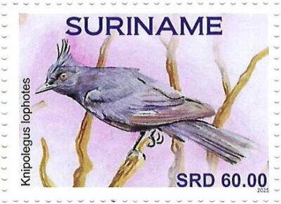 Stamp, Knipolegus lophotes, Suriname,  , Birds
