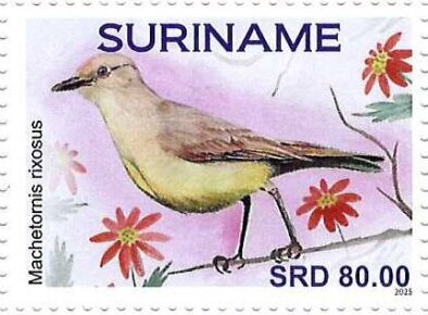 Stamp, Machetomis rixosus, Suriname,  , Birds