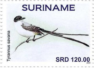 Tyrannus savana