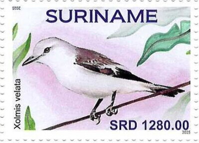 Stamp, Xolmis velata, Suriname,  , Birds