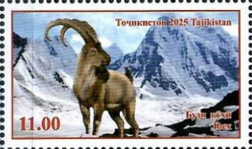 Ibex (Capra sp.)