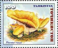 King Oyster Mushroom (Pleurotus eryngii)