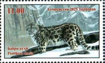 Snow Leopard (Panthera uncia)