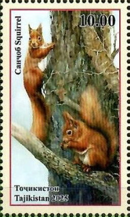 Squirrels