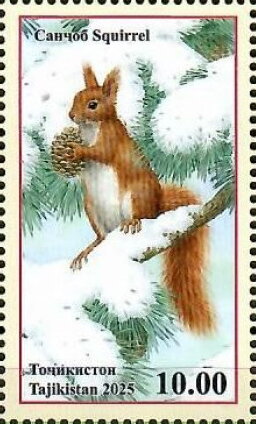 Squirrels