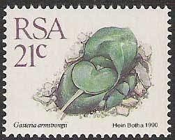 Gasteria armstrongi