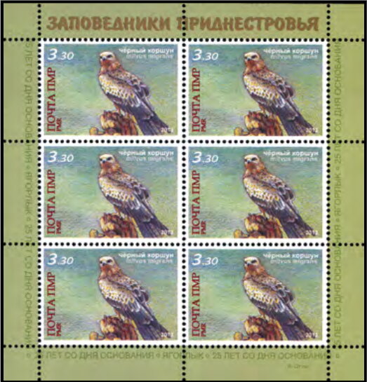 Black Kite (Milvus migrans)