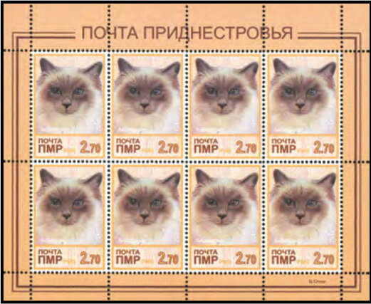 Burmese Cat