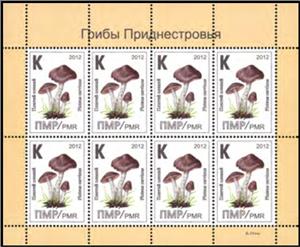 Full Pane, Deer Mushroom (Pluteus cervinus), Transnistria,  , Mushrooms