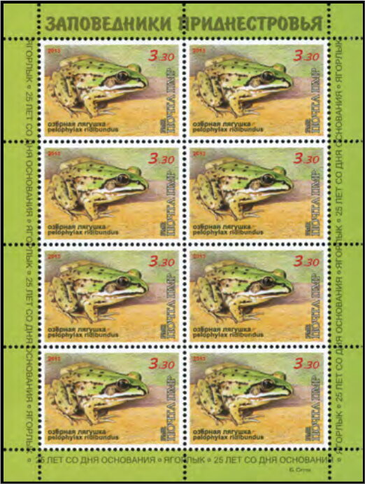 Eurasian Marsh Frog (Pelophylax ridibundus)