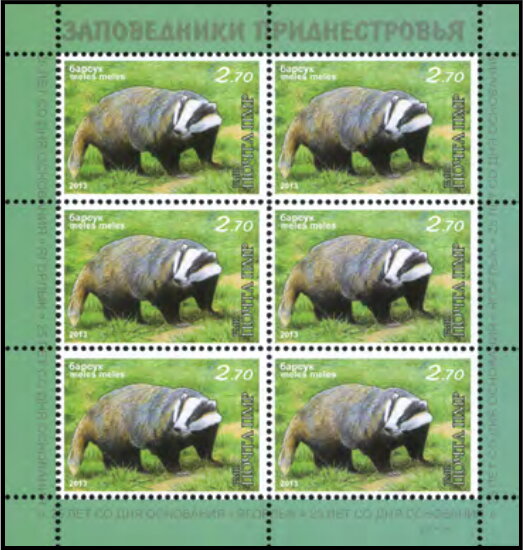 European Badger (Meles meles)