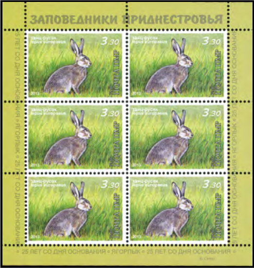 European Hare (Leus europaeus)