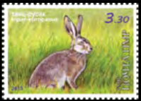 European Hare (Leus europaeus)