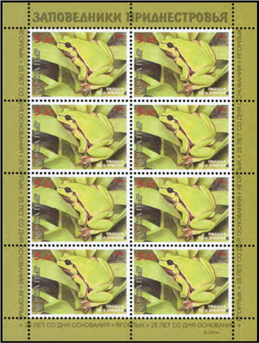 European Tree Frog (Hyla arborea)