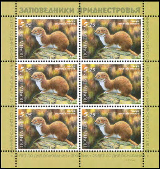 Least Weasel (Mustela nivalis)