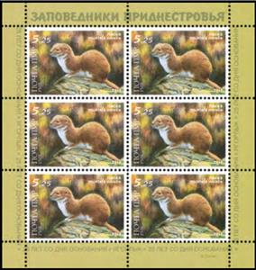 Full Pane, Least Weasel (Mustela nivalis), Transnistria,  , Animals (Fauna), Mammals, National Parks, Weasels