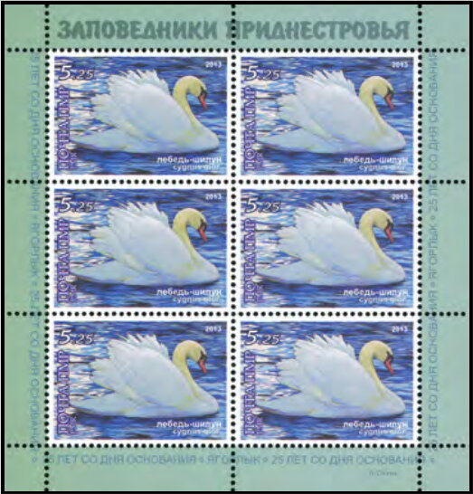 Mute Swan (Cygnus olor)