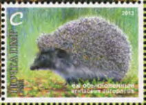 Northern White-breasted Hedgehog (Erinaceus roumanicus)