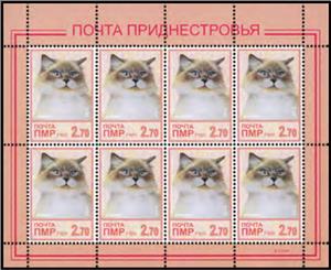 Full Pane, Ragdoll Cat, Transnistria,  , Animals (Fauna), Cats, Mammals