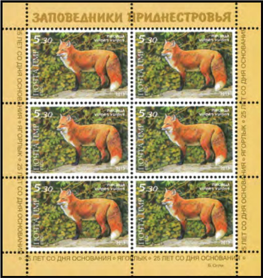 Red Fox (Vulpes vulpes)