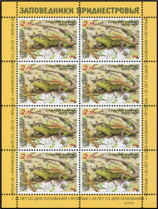 Sand Lizard (Lacerta agilis)