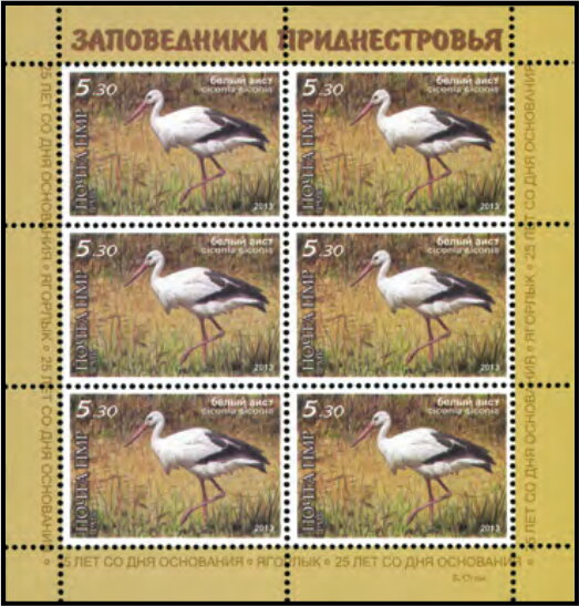 White Stork (Ciconia ciconia)