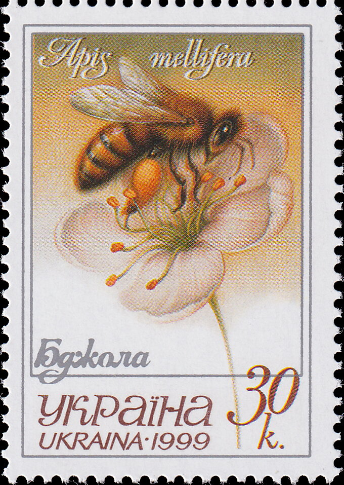 European Honey Bee (Apis mellifera)