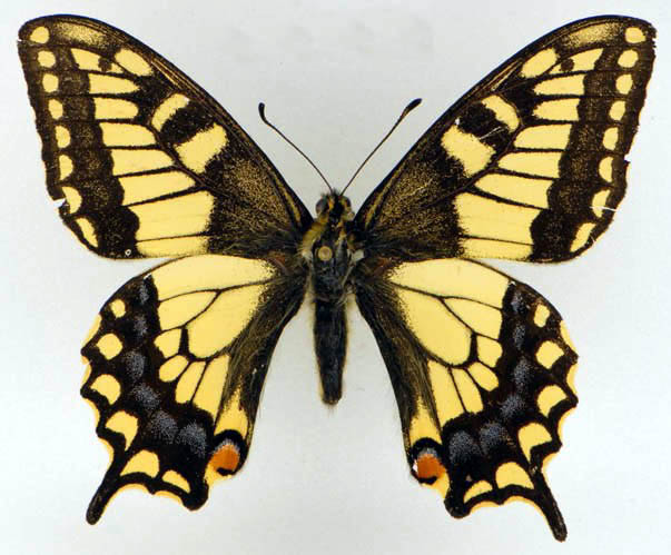 Butterflies and Moths