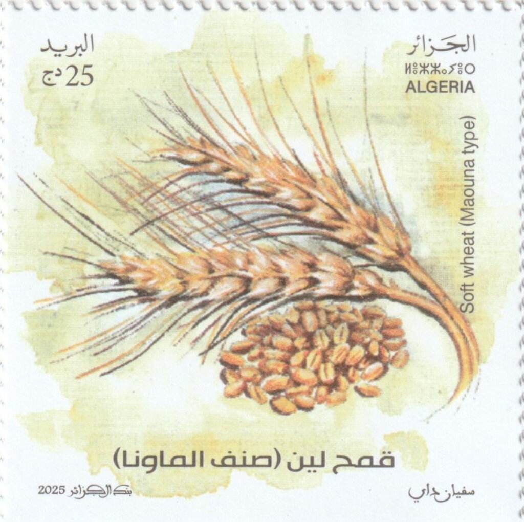 Mawuna Soft Wheat